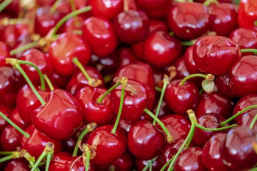 Samosběr na farmách: Třešně z Třebanic lákají
