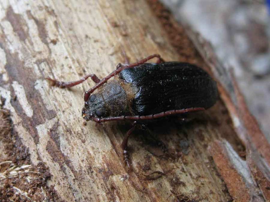 Trnoštítce horský se daří na Šumavě, výzkum ukazuje šíření po celém národním parku