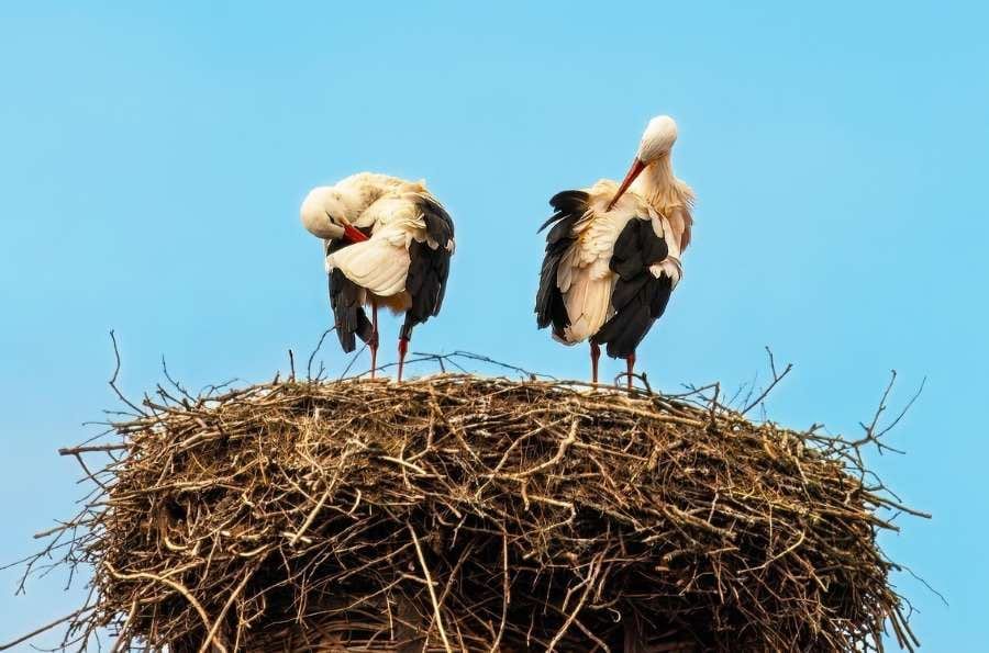 První čápi bílí se vracejí do Jihočeského kraje
