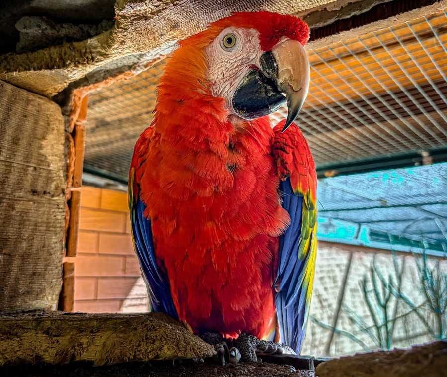 ZOO Tábor získala nového aru arakangu, posílí chov ohrožených papoušků