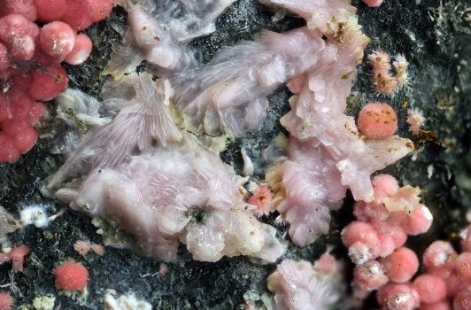 obrázek: Svět je bohatší o nový minerál. Díky odborníkům z Moravského zemského muzea