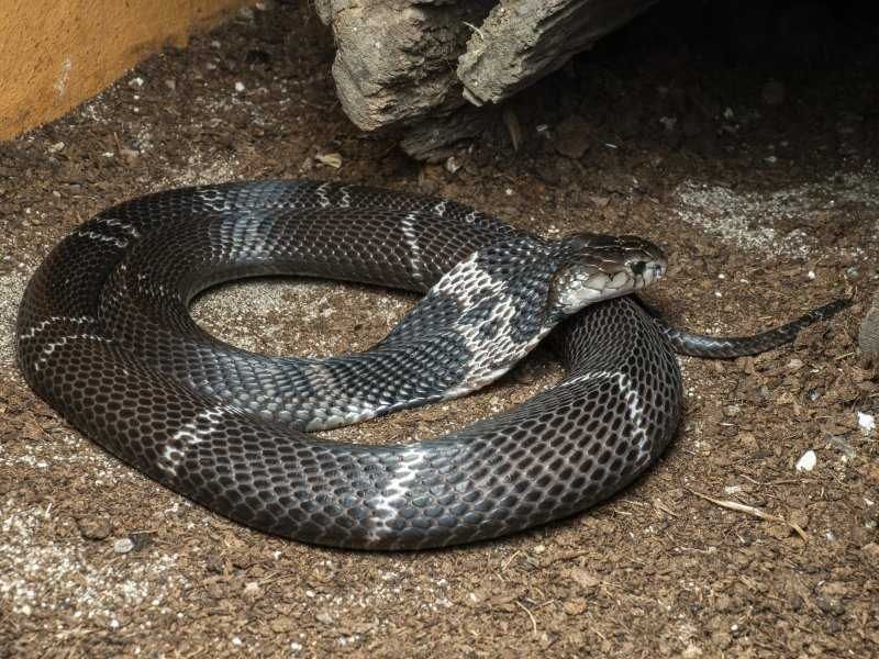 Kobry v Dvorci: Největší evropská sbírka láká odborníky i návštěvníky