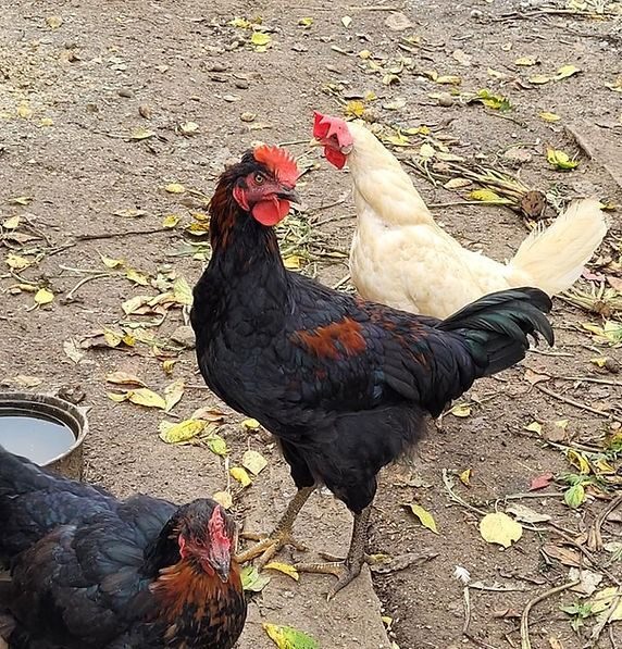 Ptačí chřipka udeřila v Jindřiši na Jindřichohradecku