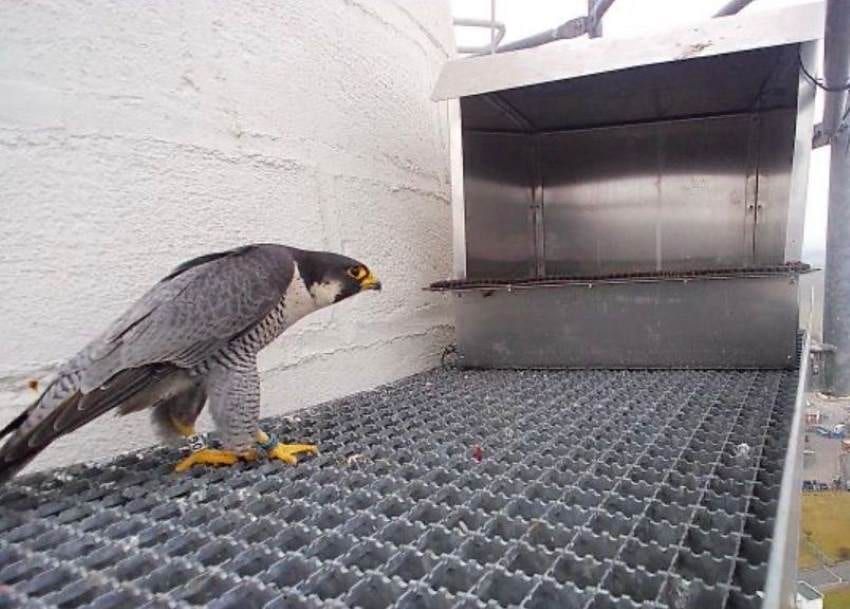 Sokoli našli nové hnízdiště na komínech v Písku