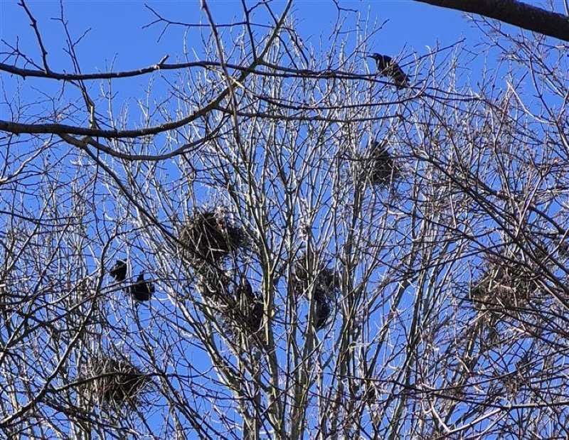 Tábor odstranil přes 100 havraních hnízd