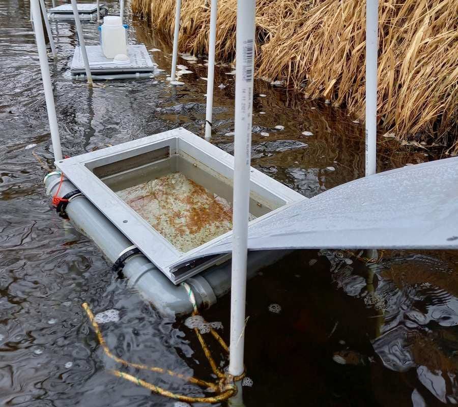 Vědci zjistili zbytky psychoaktivních léků v jikrách a plůdku pstruhů