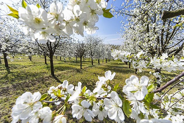 Mrazy ohrožují kvetoucí stromy v kraji
