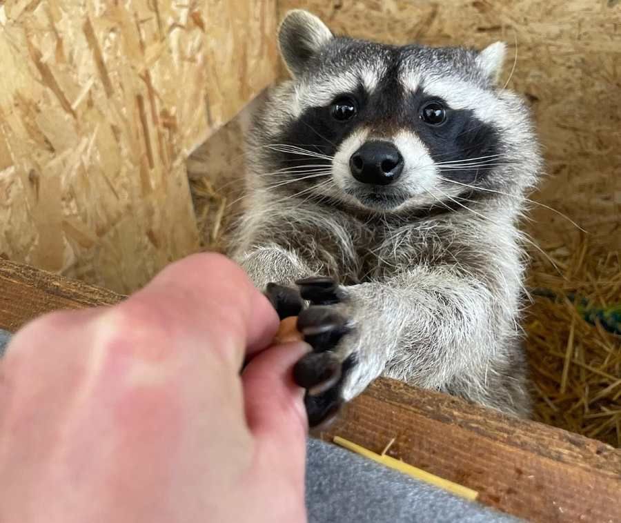 Zoo Tábor získala výjimku pro chov a rozmnožování mývalů severních