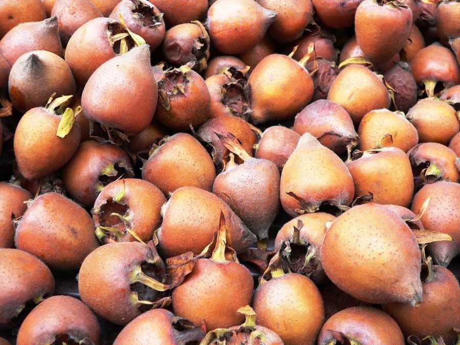 Mišpule se vrací do jihočeských zahrad. Staré ovoce znovu objevují i zahrádkáři kolem Budějovic