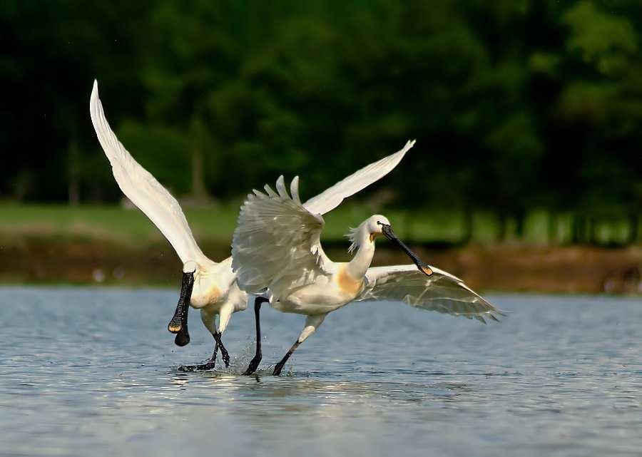 Živé kamery z ostrůvku Nový Vrbenský ukazují hnízdění vzácných ptáků
