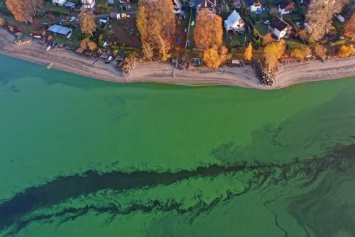 obrázek:Zelený led na Lipně zaujal vědce i satelity. Neobvyklý jev souvisí se sinicemi