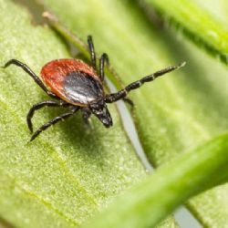 Lymská borelióza v jižních Čechách: rekordní nárůst případů