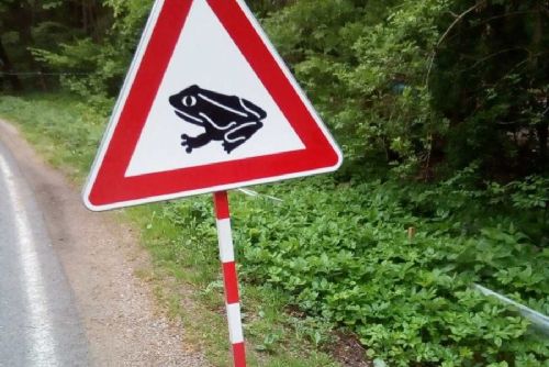 obrázek:Na Šumavě dobrovolníci zachránili přes 10 tisíc obojživelníků