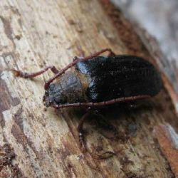 Trnoštítce horský se daří na Šumavě, výzkum ukazuje šíření po celém národním parku