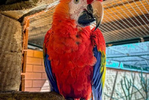 obrázek:ZOO Tábor získala nového aru arakangu, posílí chov ohrožených papoušků