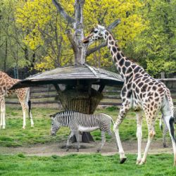 Děti by měly chodit do zoo žasnout nad přírodou a rodiče by se měli přidat