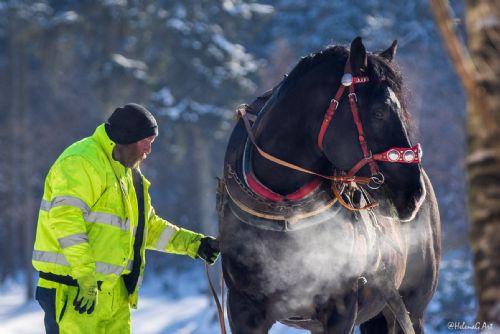 Foto: Lesnický den na zámku Ohrada představí práci lesníků i koní v lese 