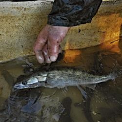 Kapr 90–120 Kč/kg i na Štědrý den