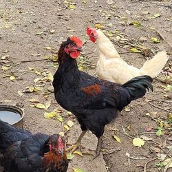 Ptačí chřipka udeřila v Jindřiši na Jindřichohradecku