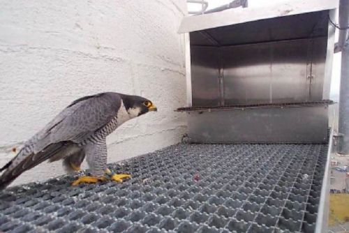 obrázek:Sokoli našli nové hnízdiště na komínech v Písku