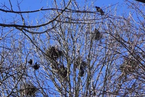 obrázek:Tábor odstranil přes 100 havraních hnízd