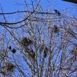 Tábor odstranil přes 100 havraních hnízd