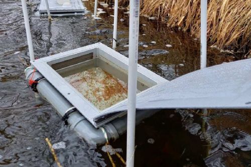 obrázek:Vědci zjistili zbytky psychoaktivních léků v jikrách a plůdku pstruhů