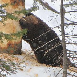 Bobři se šíří po Vltavě. Obce řeší škody na zahradách i pomalé povolování zásahů