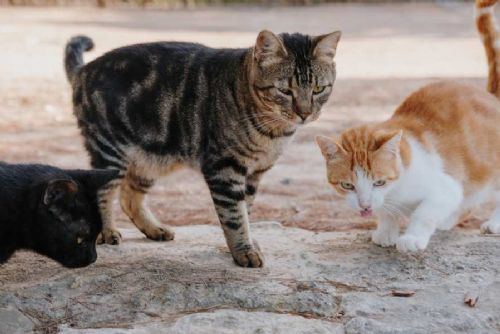 obrázek:Písek zahajuje jarní odchyt toulavých koček: čipování, ošetření a návrat do lokalit