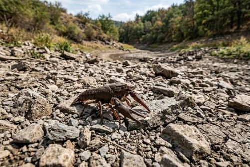 obrázek:Sucho ohrožuje raky. Odborníci varují před jejich přenášením mezi potoky a rybníky