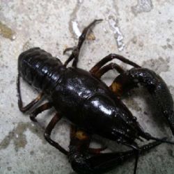 Závišínský potok: zlato, most i příběhy krajiny