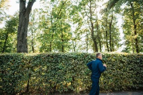 obrázek:Zimostráz čelí rizikům: ohrožují ho sucho i zavíječ