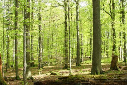 obrázek:Žofínský prales se rozšířil na 441 hektarů. Novou ochranu získaly také Trkmanské louky a Lipka
