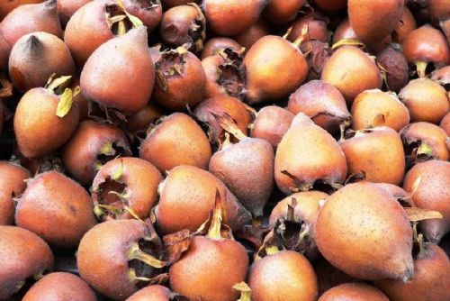 obrázek:Mišpule se vrací do jihočeských zahrad. Staré ovoce znovu objevují i zahrádkáři kolem Budějovic